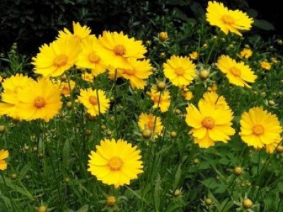 宿根花卉品種特色有哪些？