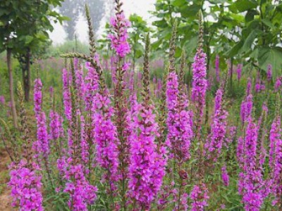 花卉苗木養(yǎng)護(hù)管理主要有幾方面？